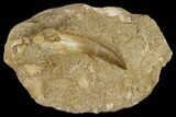 Fossil Plesiosaur (Zarafasaura) Tooth - Morocco #116938-1